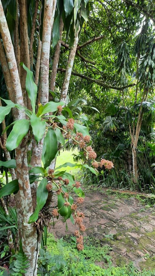 Sitio Alto da Montanha - você em paz com a natureza Vila Pacoti Exterior foto